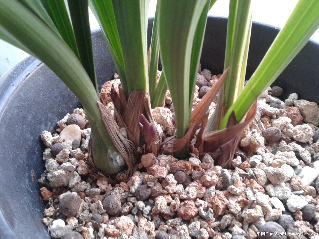 金荷,永福素开花记录-建兰篇-中国兰花交易网社区