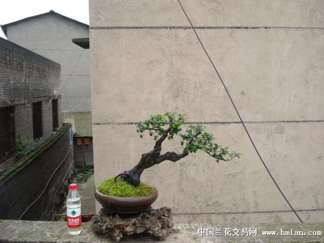 512双杆挂果金弹子和一棵火棘小品