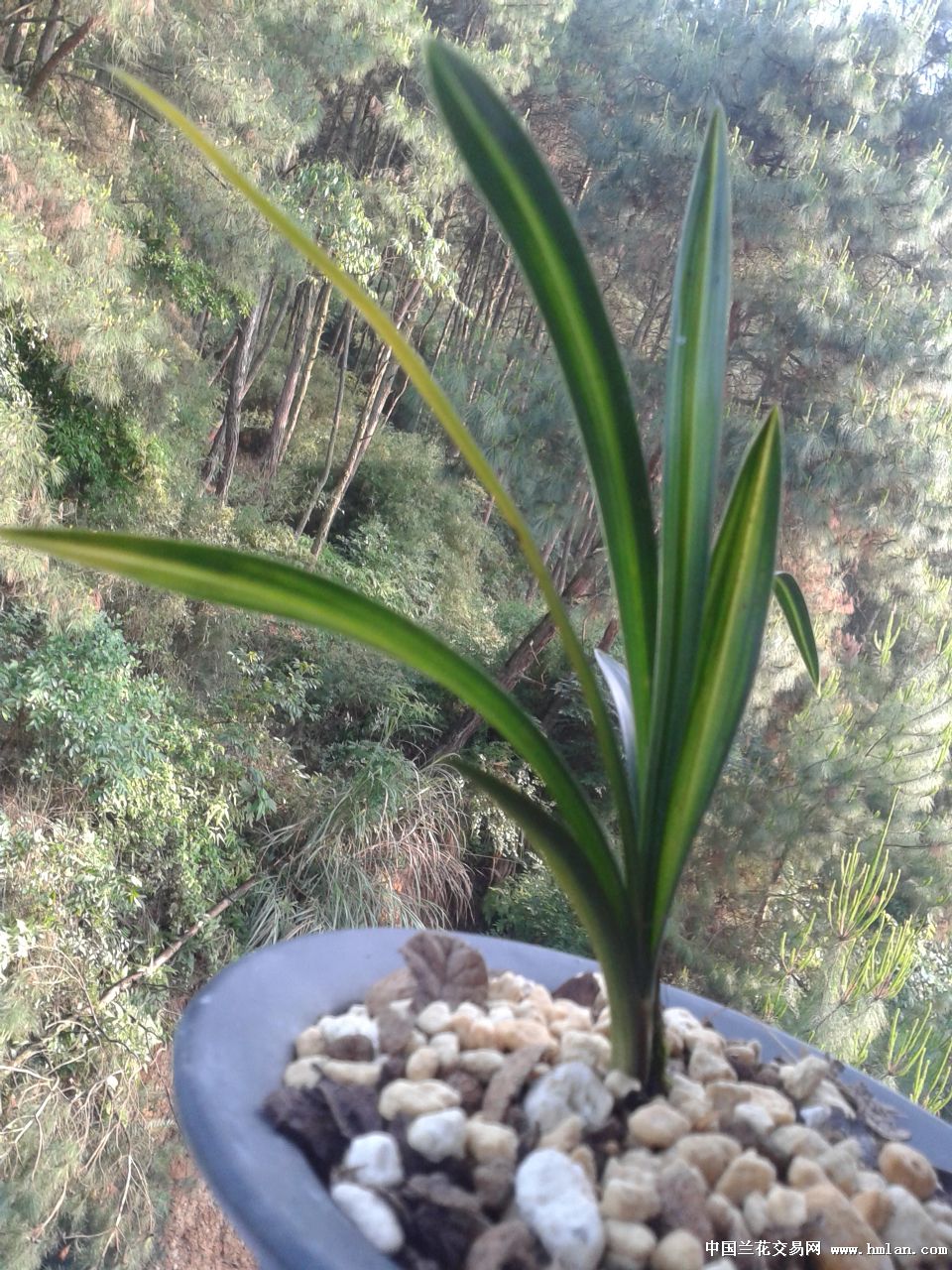 春剑暗艺
