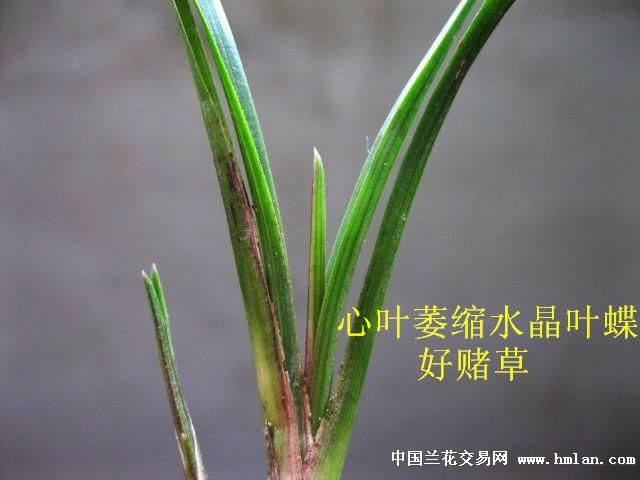 龙根莲瓣/萎缩心叶水晶叶蝶[好赌草] - 中国兰花交易网
