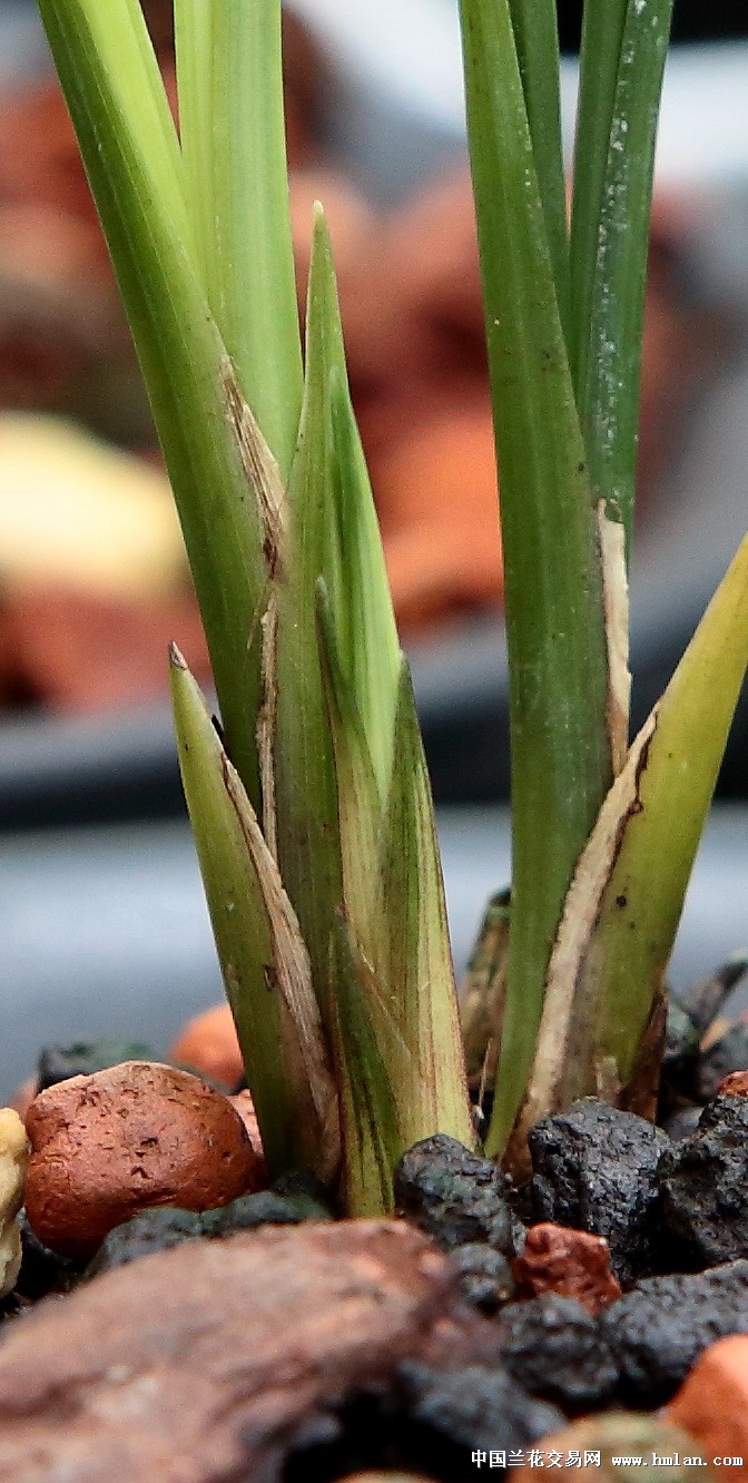 茶饭后看看芽养养鱼看看吵架日子也过的很恰意