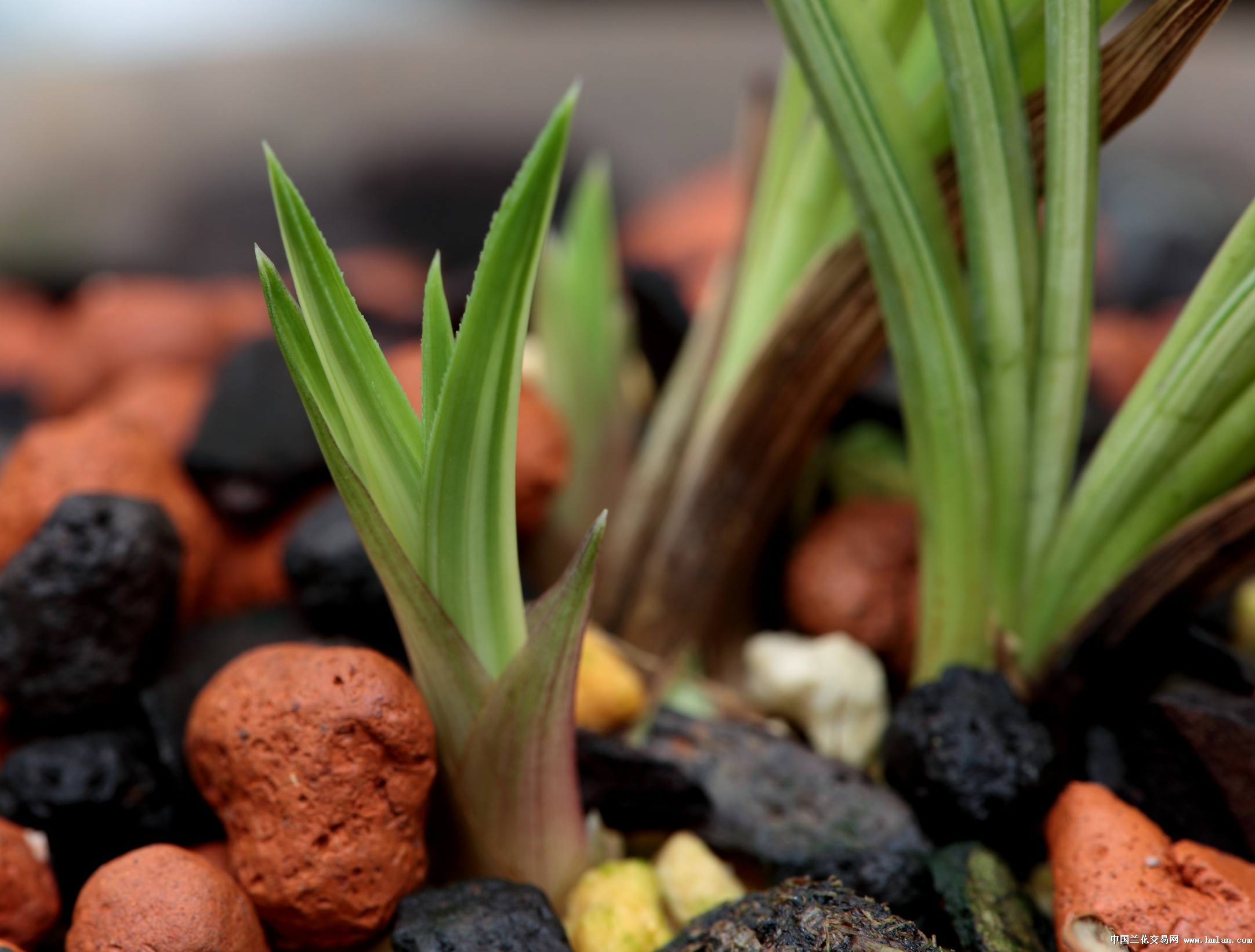 茶饭后看看芽养养鱼看看吵架日子也过的很恰意