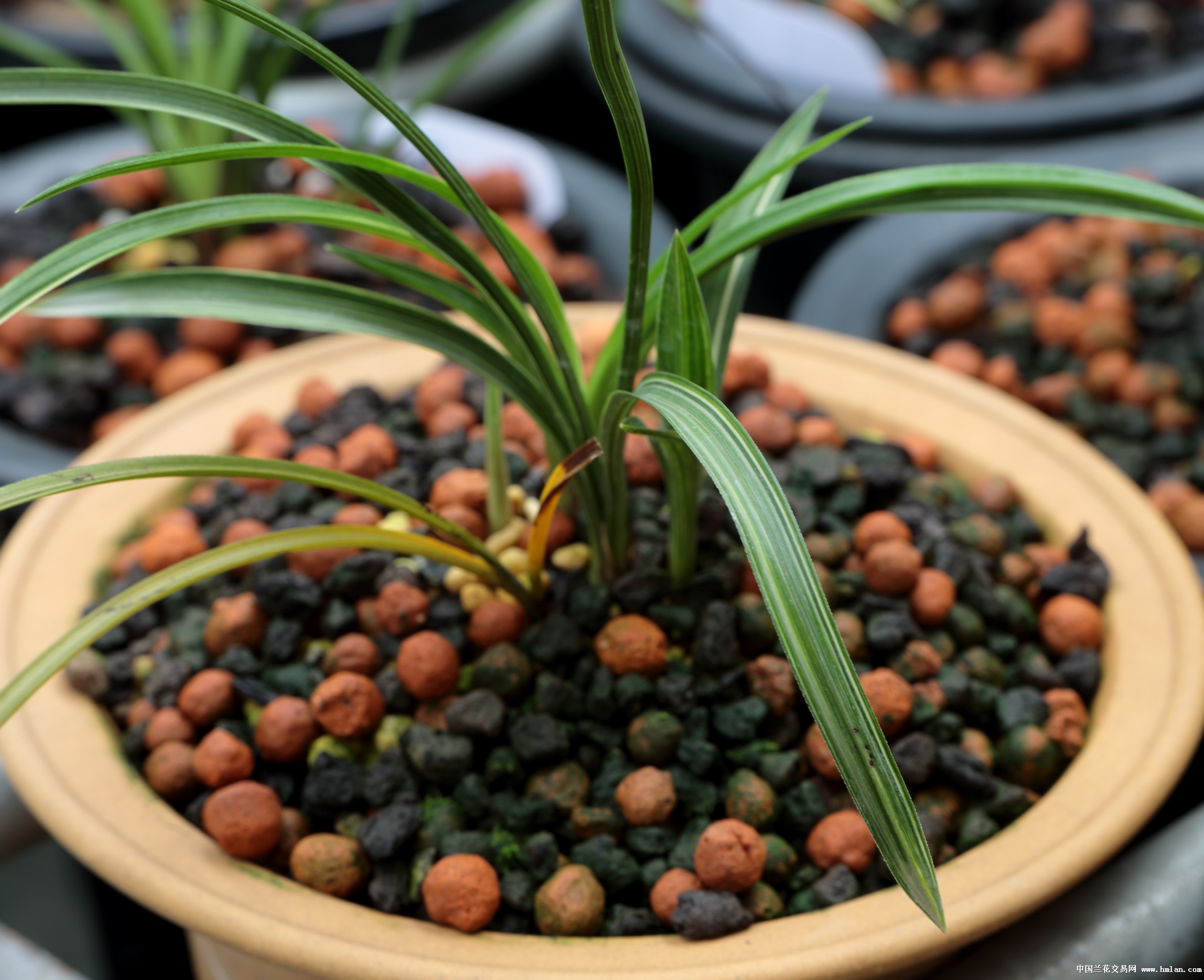 茶饭后看看芽养养鱼看看吵架日子也过的很恰意