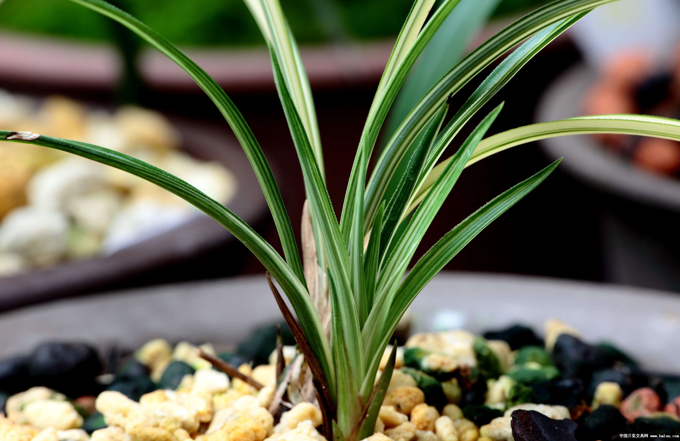 茶饭后看看芽养养鱼看看吵架日子也过的很恰意