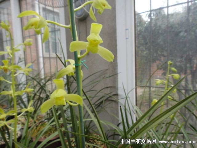回楼顶蕙兰园兰界第一忽悠126帝王素