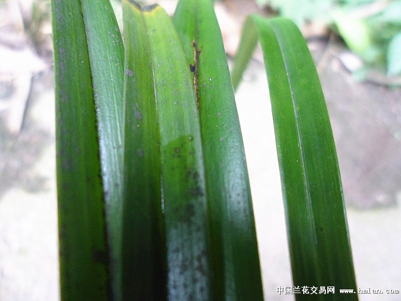 芦头草芽紫红色建兰好赌草 - 中国兰花交易网