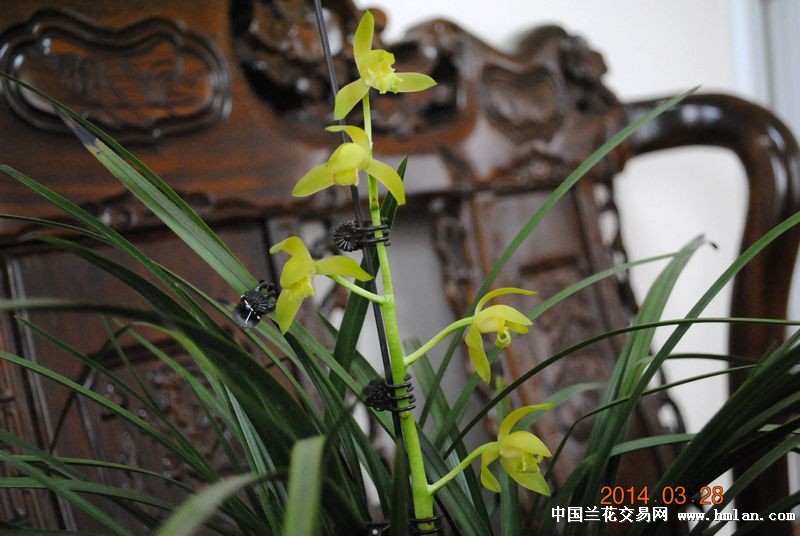 看看蕙素126帝王素2012年在我园的开品