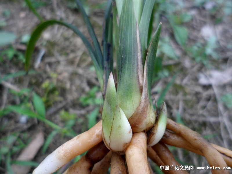 黄斑叶粉嘴芽春剑好赌草