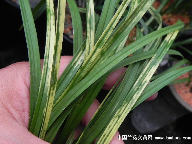 狮虎会(虎斑艺草开狮子头奇花-茶余兰后-中国兰花交易网社区