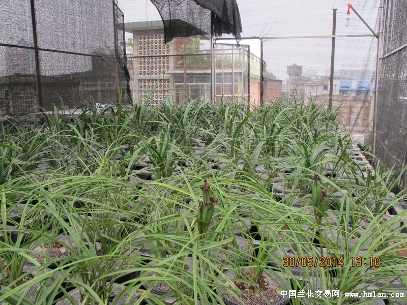我的养兰环境-种养心得-中国兰花交易网社区