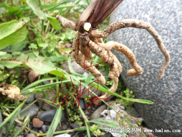 红彩红芽龙根蕙兰好赌草