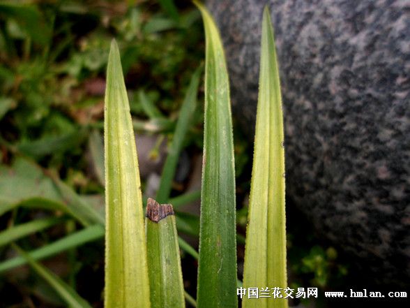 漂亮本地送春斑草