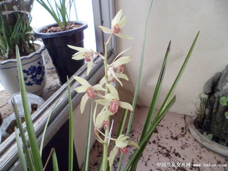 下山蕙红香妃.荷型白花红舌(176) - 中国兰花交易网