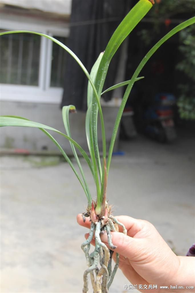 建兰精品色花:满堂红 - 兰花网