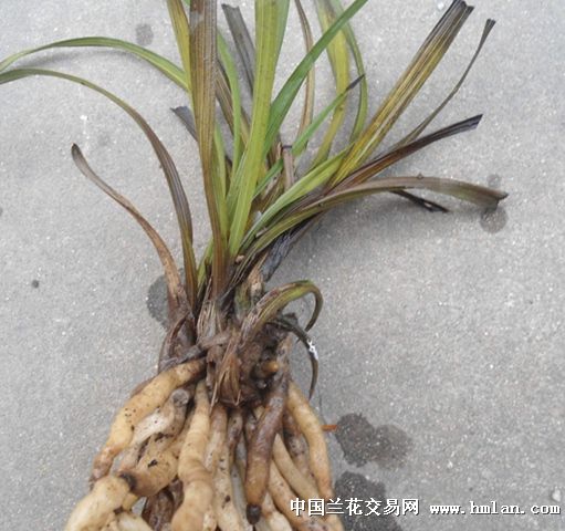 兰花白绢病又称白丝病