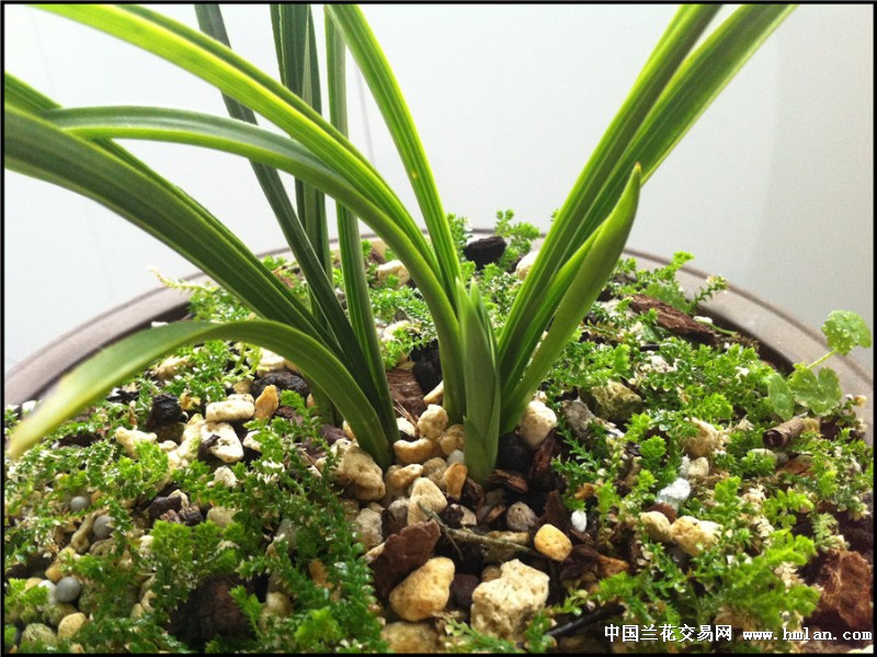 老申我们一年后的今天再次PK皇后吧-春兰篇-中