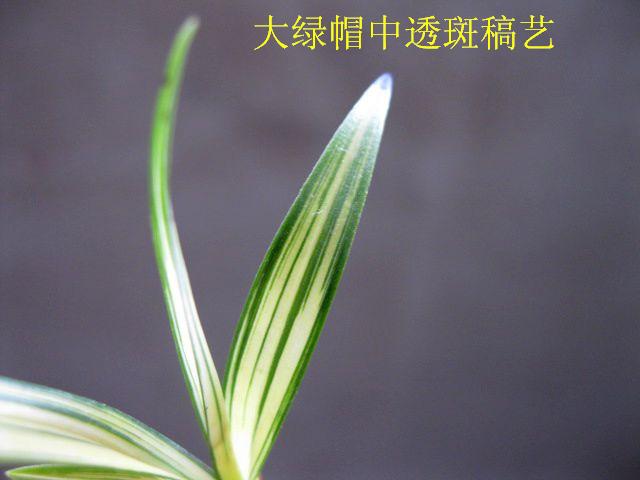 龙根春兰/极品大绿帽中透斑稿艺 - 中国兰花交易网