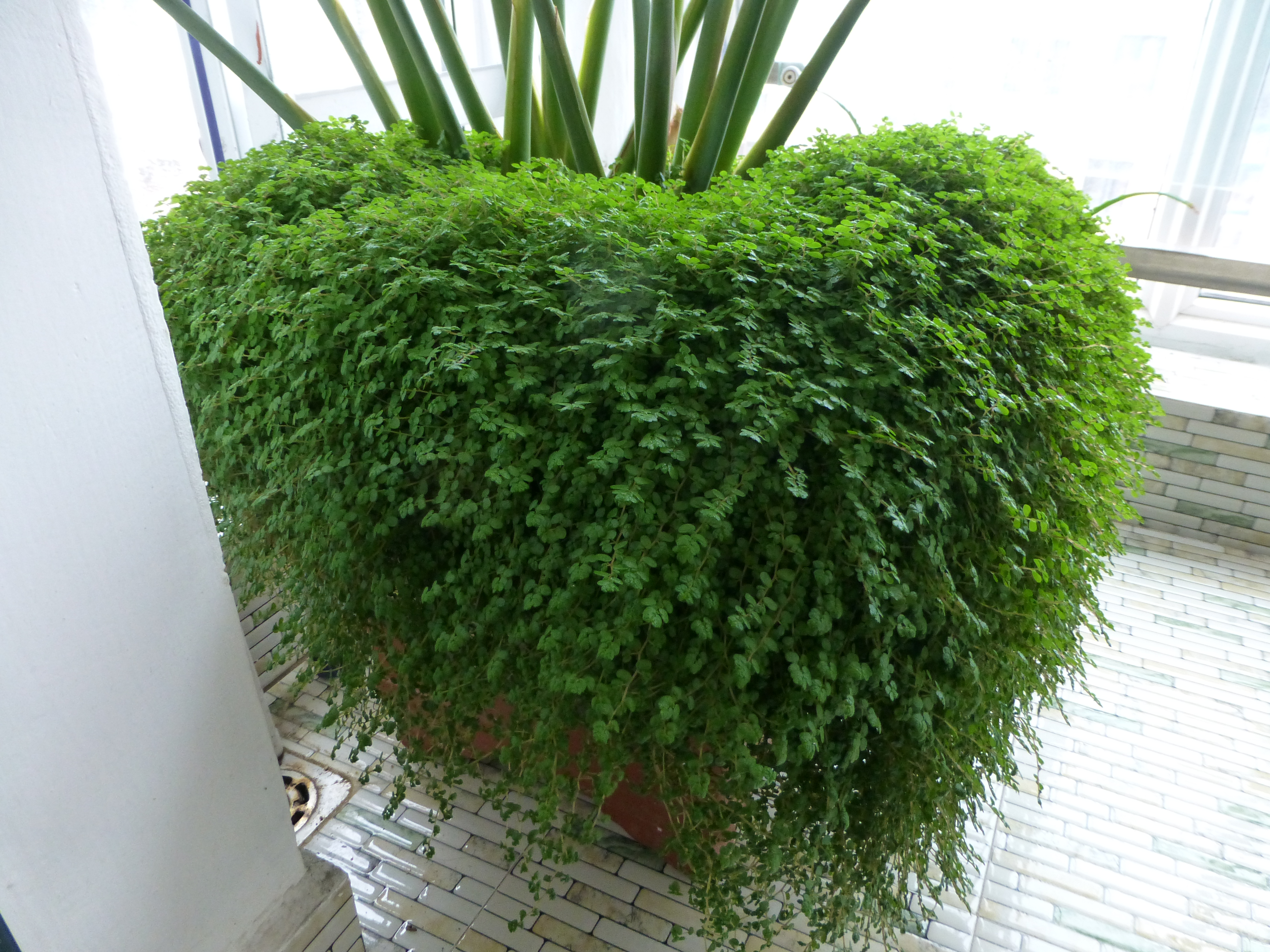 盆面草