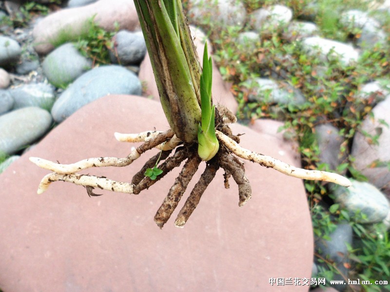 素芽送春好赌草