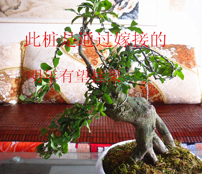ļ޽Ӱ׮СҶ