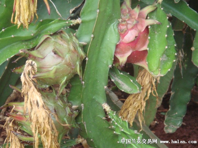 花、果不断的火龙果--2014年第一个红了-茶余