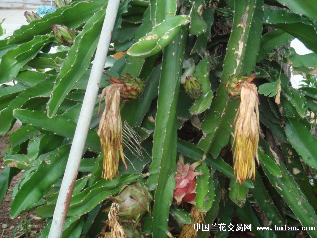 花、果不断的火龙果--2014年第一个红了-茶余