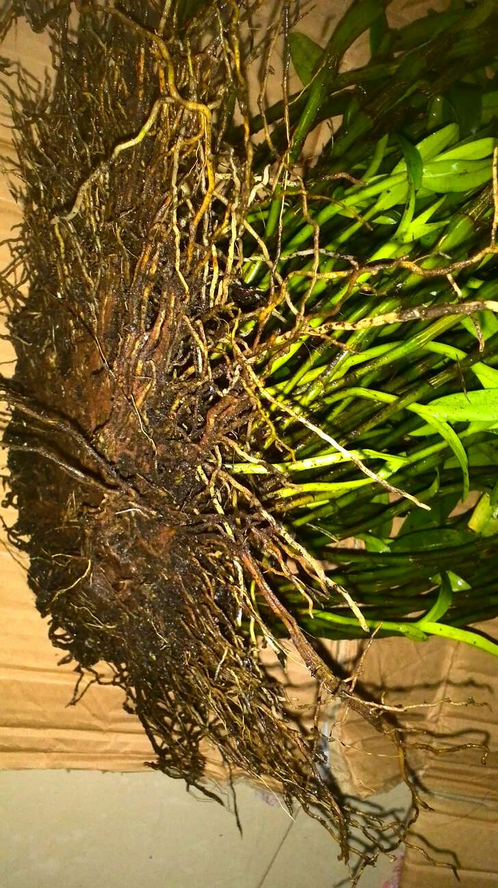 采到一丛特大的野生金钗石斛成熟枝条有145根,今年才新芽40多根,枝繁
