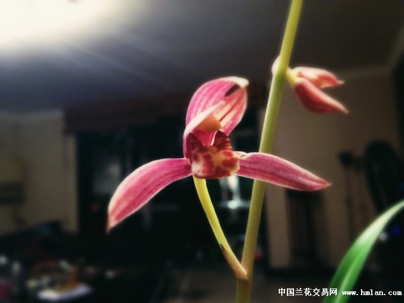 连理枝头并蒂花-建兰篇-中国兰花交易网社区