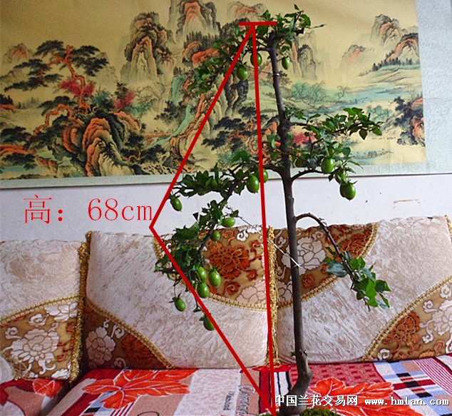 低拍直干式挂果母树金弹子