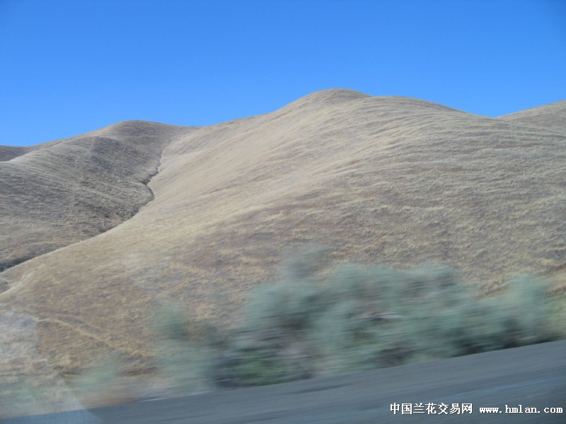 美国加州初夏时节的牧场景象和公路-旅游日记