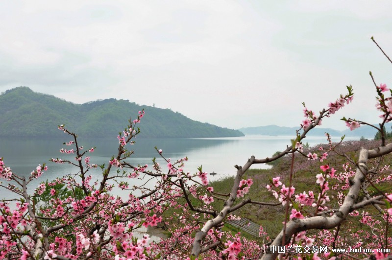 曾经有一首歌--《在那桃花盛开的地方》
