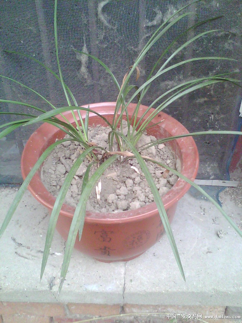 土生土长的兰根-种养心得-中国兰花交易网社区