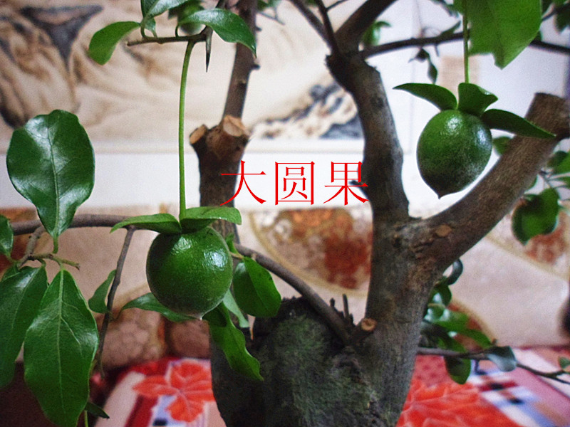 低拍大圆果老桩金弹子