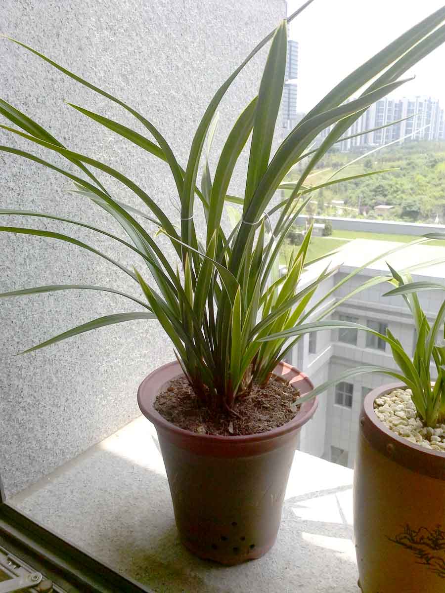 这棵金边建兰根上长了仨红芽,行家帮看这是