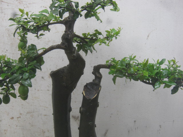 重庆小山灌木金弹子几棵
