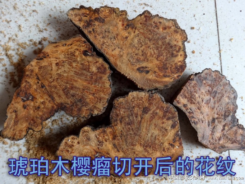 长白山琥珀木樱瘤满花手串1(20mmX12颗,52.