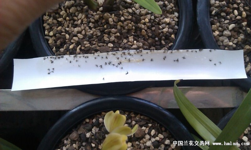 对付小黑飞,真管用。-种养心得-中国兰花交易网