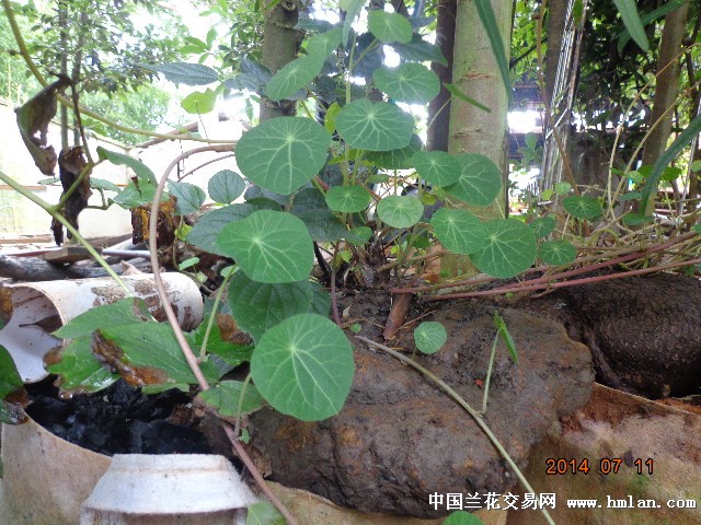 红河金临安兰苑--优价山乌龟(大中小号，中低价位)-促销活动-中国兰花交易网社区