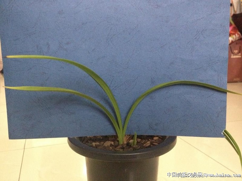 不喜不悲,心态平和-建兰篇-中国兰花交易网社区