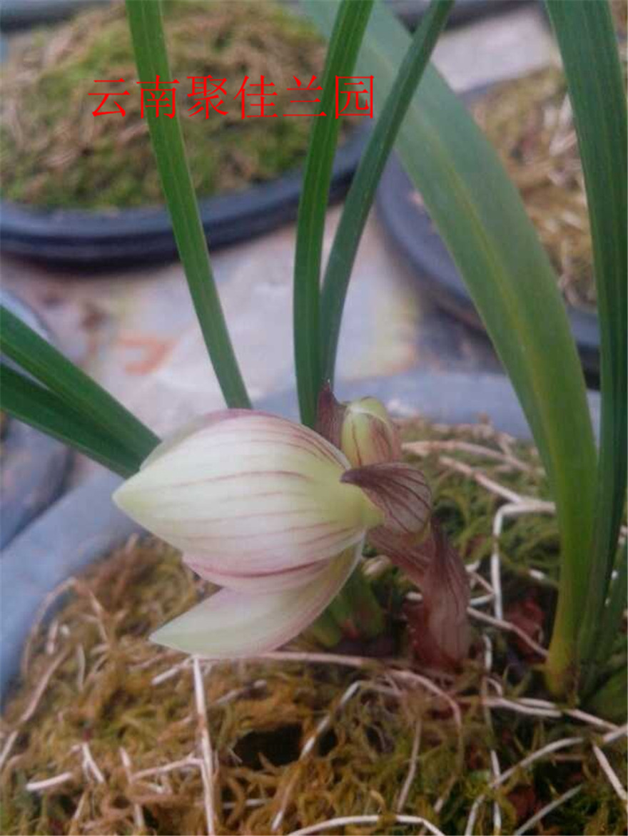 云南新种春兰红花荷瓣 2苗 - 兰花网