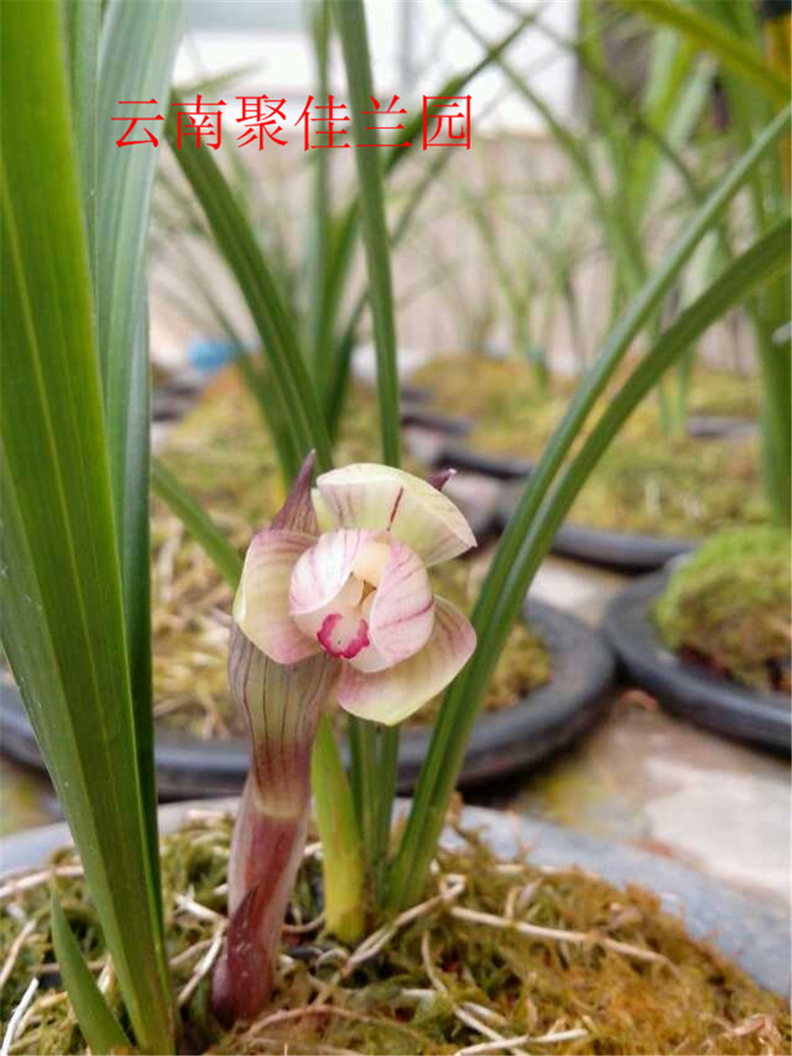 云南新种春兰红花荷瓣 2苗 - 兰花网