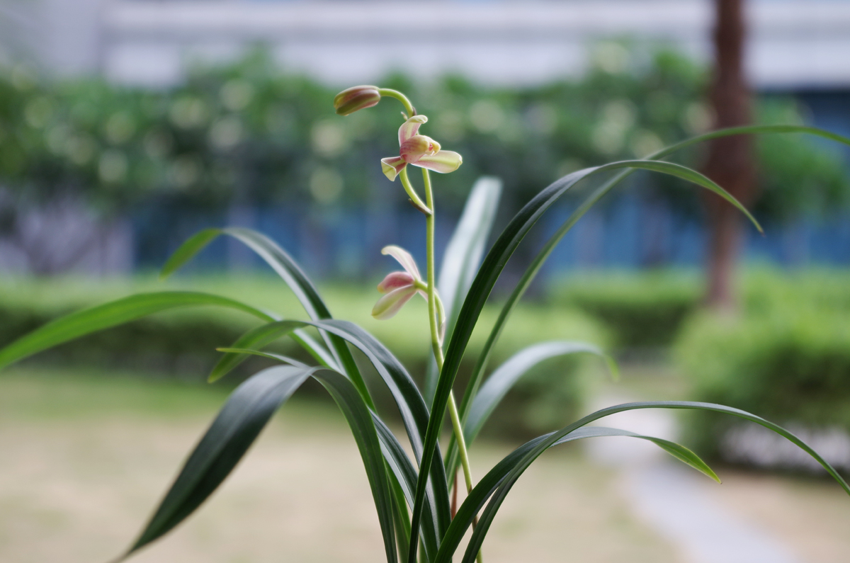 四季花魁之红一品-建兰篇-中国兰花交易网社区