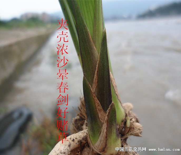 低拍夹壳沙晕浓密春剑好赌草