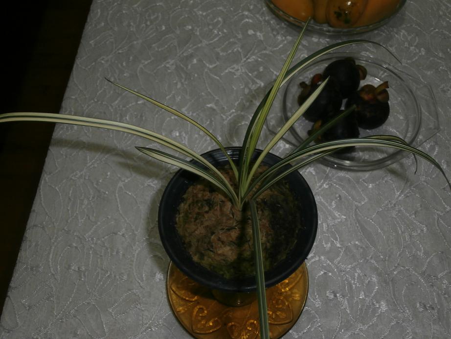 漂亮莲瓣艺草