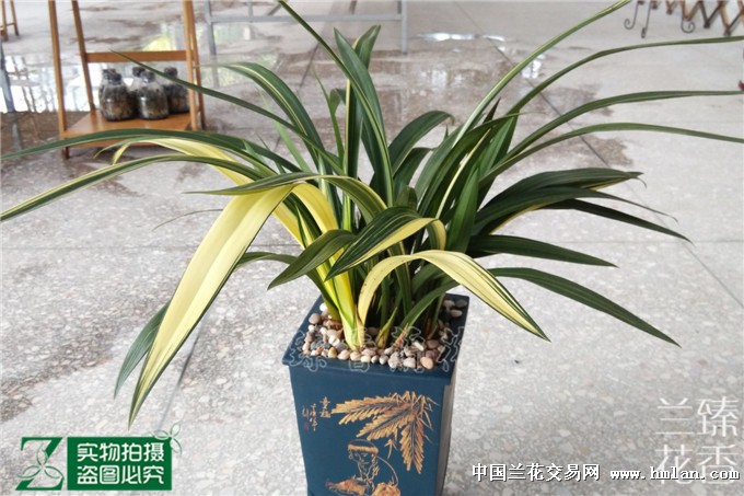 请教:万代福叶子雪白且有黑点是什么病?-墨兰