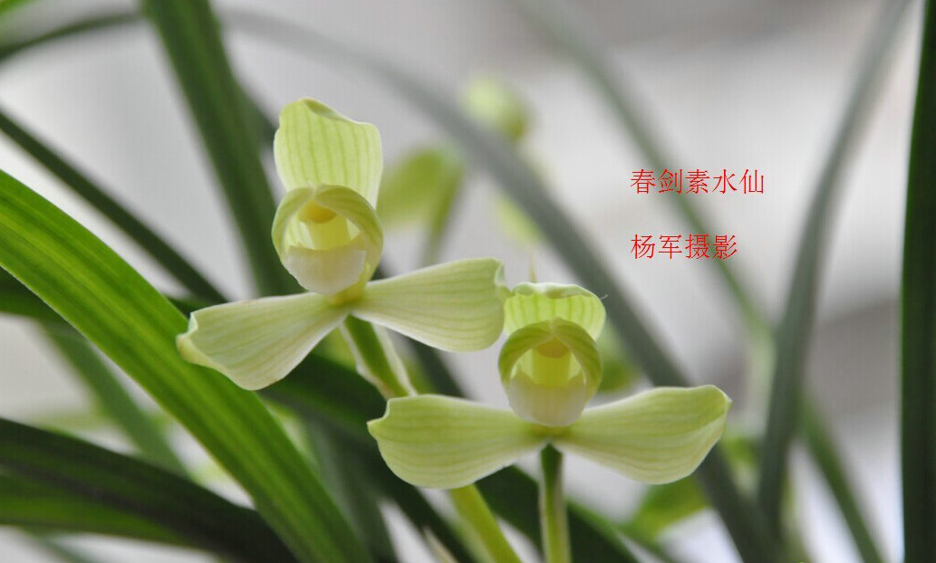传世精品,春剑素水仙之正本清源