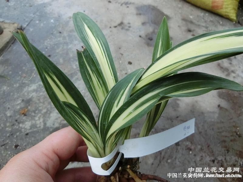 黄金达摩中透艺-春兰篇-中国兰花交易网社区