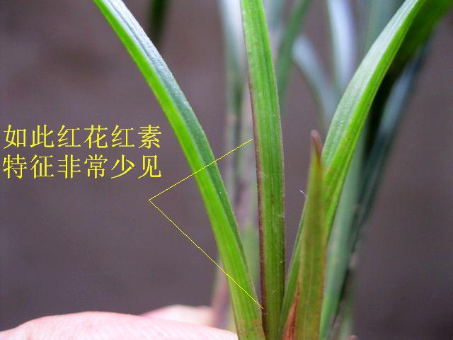 龙根春剑/极少见中心叶紫红叶脉[红花红素好赌草]
