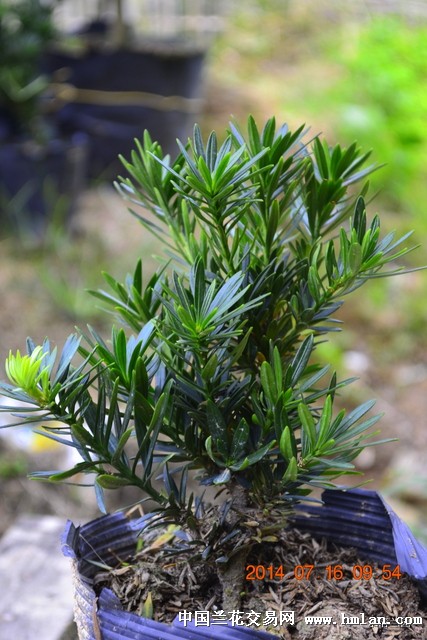 罗汉松和圆叶竹柏