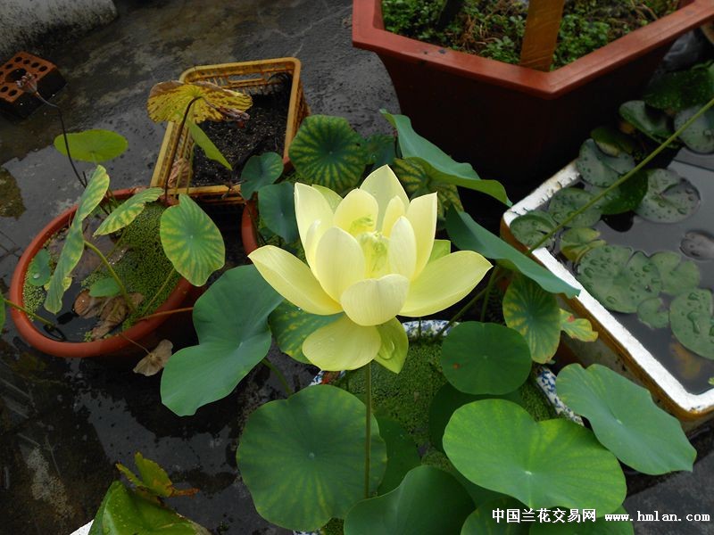 金陵凝翠和秋色-其他花卉-中国兰花交易网社区